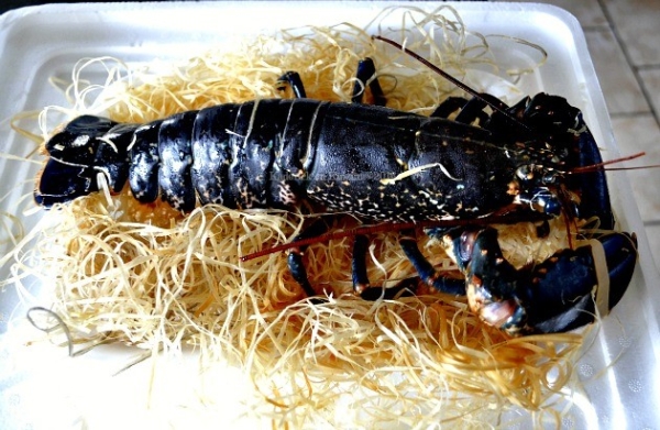Homard vivant Breton